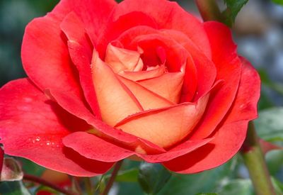 Close-up of red rose blooming outdoors