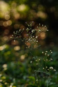 Close-up of flowering plant