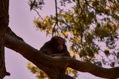 Japanese macaque macaca fuscata
