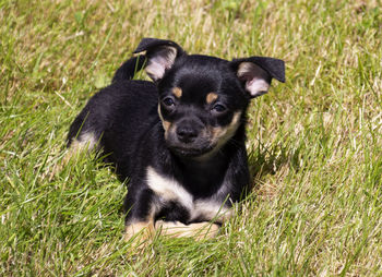 Portrait of black dog