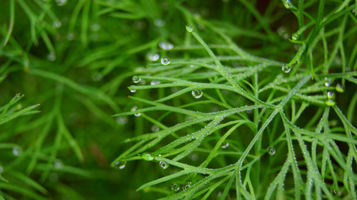 Close-up of water drops on grass