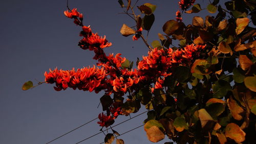 Low angle view of red flowers
