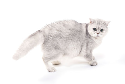 Portrait of cat against white background