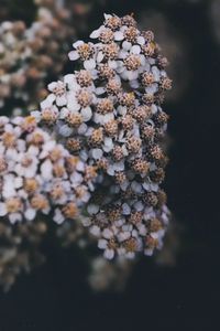 Close-up of snow on plant