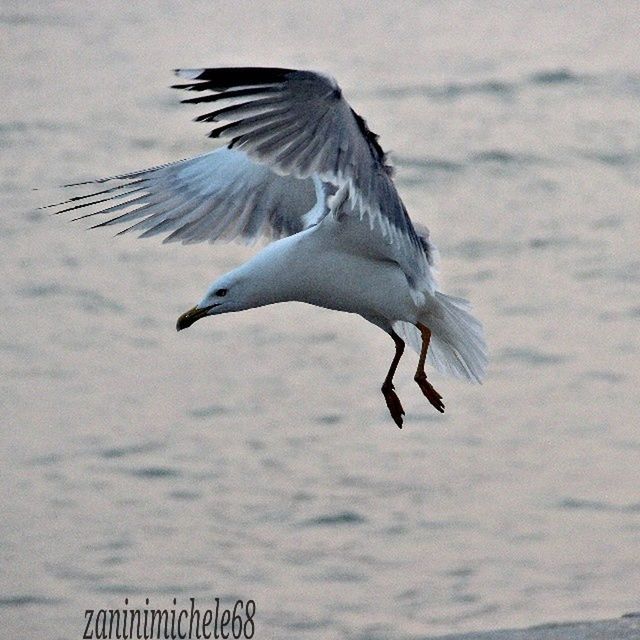 bird, animal themes, animals in the wild, flying, spread wings, wildlife, seagull, one animal, water, sea, mid-air, nature, sky, sea bird, zoology, day, outdoors, no people, full length, animal wing