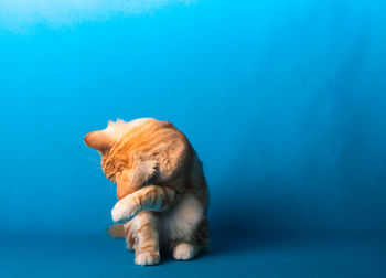 Full length of a cat sitting on blue background