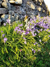 Close-up of purple flowers