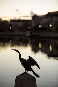 Close-up of bird perching on water against sky