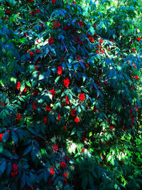 Close-up of red leaves