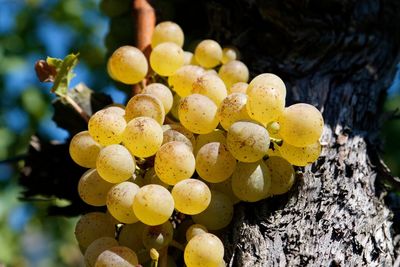 Close-up of grapes