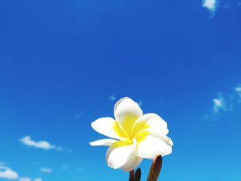 Close-up of white flower against blue sky