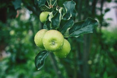 Close-up of fruit growing on tree