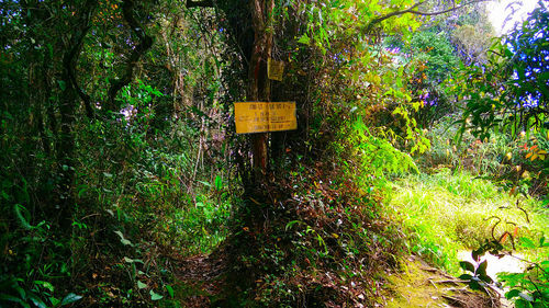Information sign by trees in forest