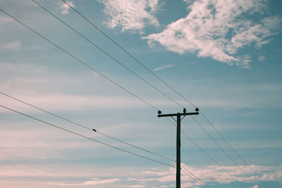 A pair of birds on electricity pole