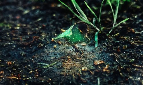 High angle view of a lizard on land