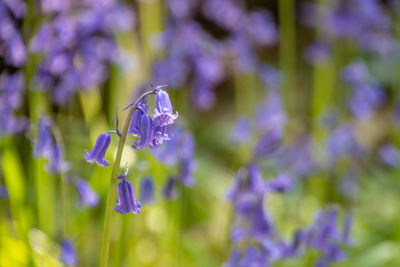 Close-up of purple flowering plant in field