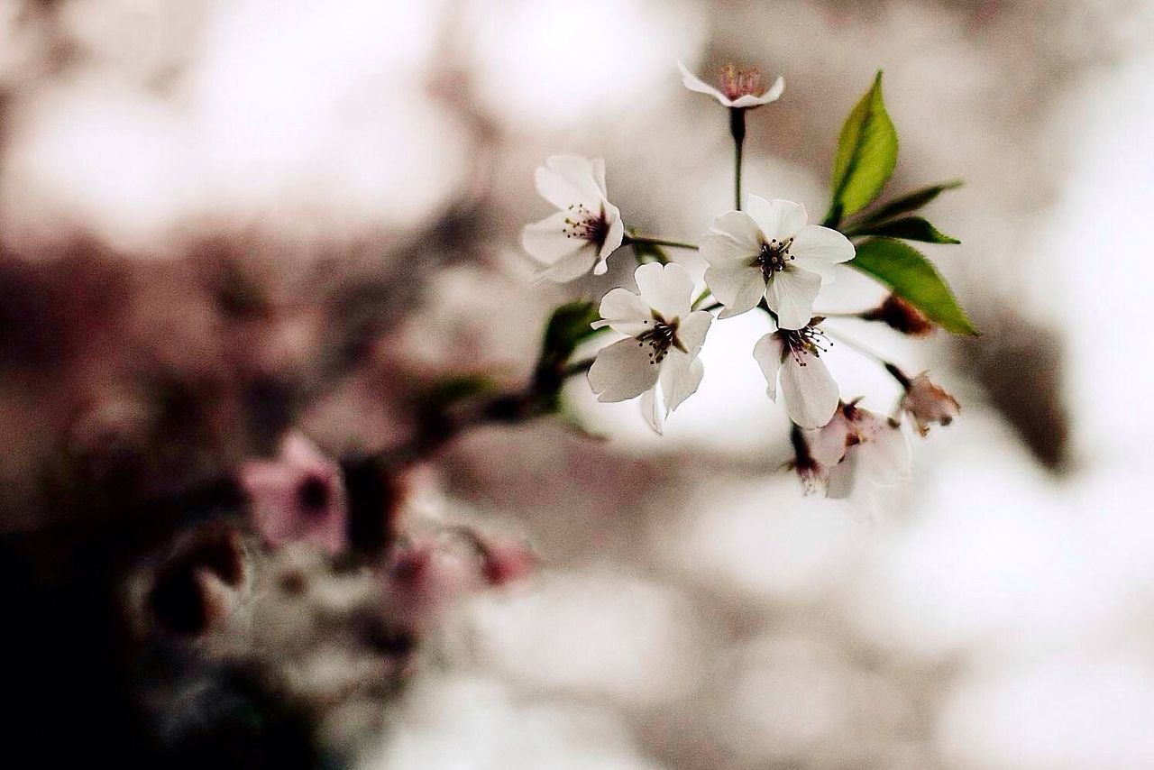 flower, freshness, growth, fragility, focus on foreground, beauty in nature, close-up, nature, petal, selective focus, flower head, blossom, plant, branch, blooming, in bloom, bud, stem, white color, twig