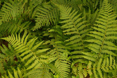 Full frame shot of fern leaves