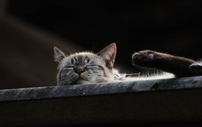 Close-up of a cat sleeping