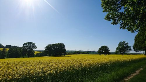 Scenic view of oilseed rape field against sky