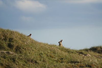 Low angle view of rabbits on hill against sky