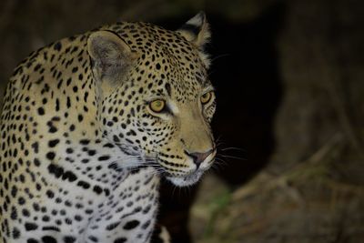 Close-up of a cat looking away