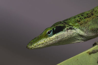 Close-up of green lizard