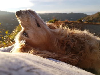 Portrait of dog lying on back against sky