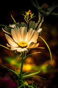 Close-up of yellow flowering plant
