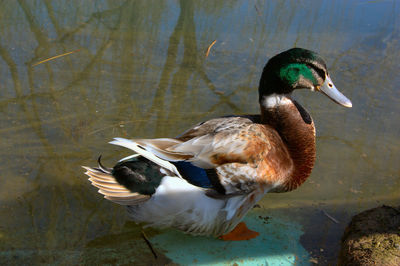 Close-up of duck in lake