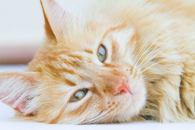 Close-up portrait of cat