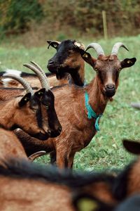 Alpen goats on a field