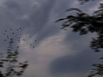 Low angle view of birds flying against sky