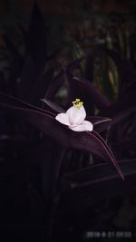 Close-up of white flowering plant