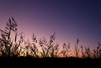 Silhouette tree against sky at sunset