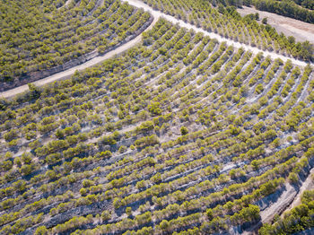 High angle view of corn field