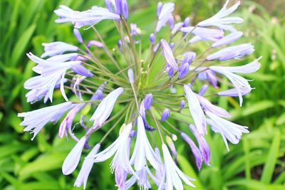 Close-up of purple flowers blooming outdoors