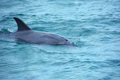 View of dolphin swimming in sea