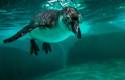 Penguin swimming in aquarium