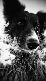 Close-up of dog on field