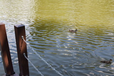 Close-up of ducks swimming on lake