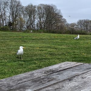 Seagull perching on a field