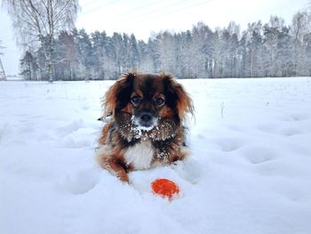 Dog on snow covered land