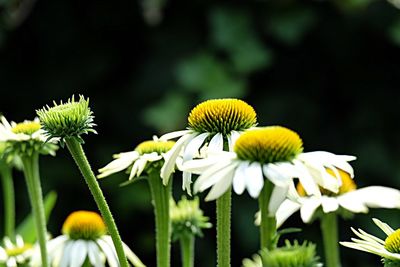 Close-up of white flowers