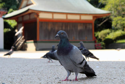 Close-up of pigeon on a building