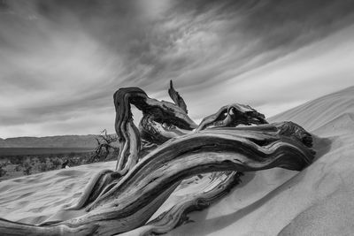 Scenic view of dead tree against sky