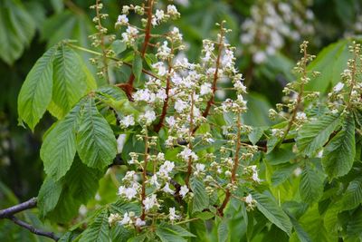 Close-up of white flowering plant