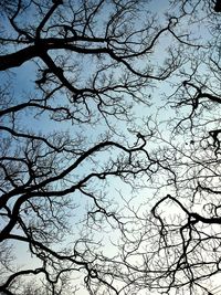 Low angle view of bare trees against sky