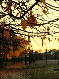 Swing hanging on tree at sunset