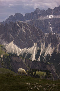 View of sheep in dolomites mountain